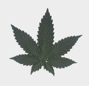 Hoja de Cannabis Indica