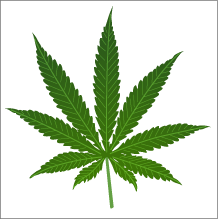 Hoja de cannabis Sativa